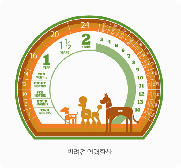 반려견 연령환산